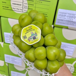 NHO SỮA HÀN QUỐC