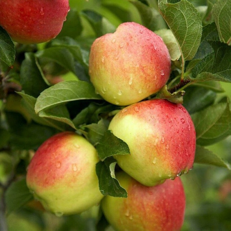TÁO AMBROSIA S72